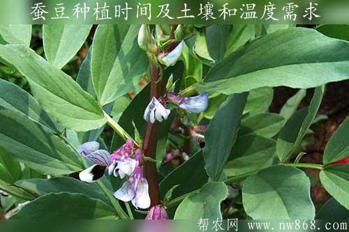 蚕豆种植时间及土壤和温度需求