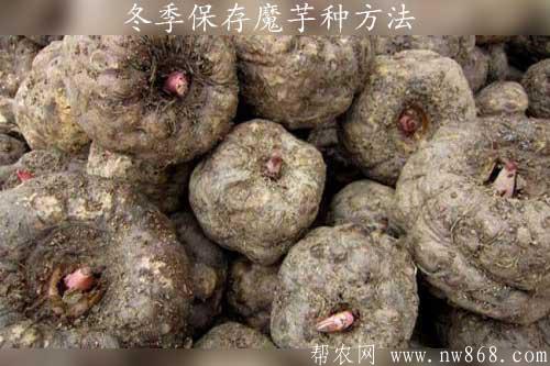 冬季保存魔芋种方法
