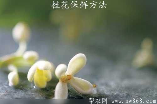 桂花保鲜方法