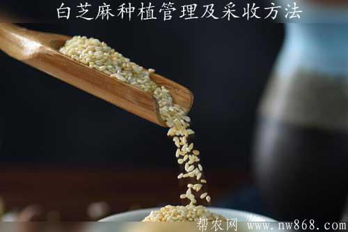 白芝麻种植管理及采收方法