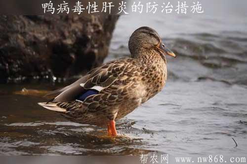 鸭病毒性肝炎的防治措施