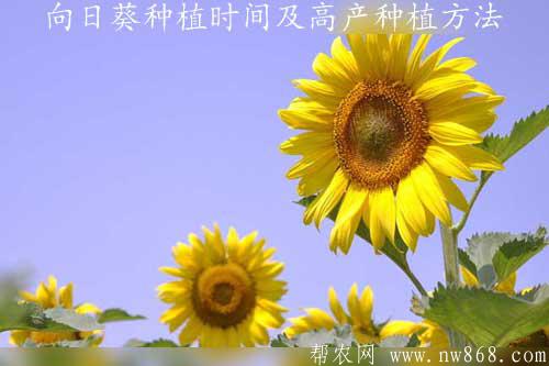 向日葵种植时间及高产种植方法