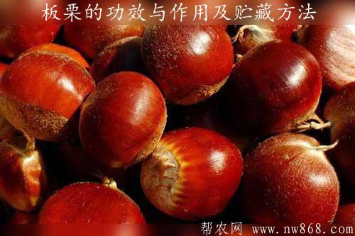 板栗的功效与作用及贮藏方法