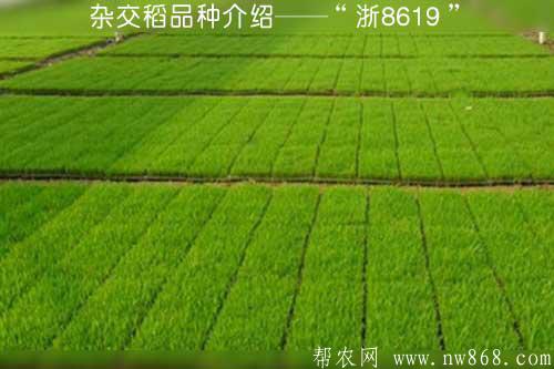 杂交稻品种介绍——“浙8619”
