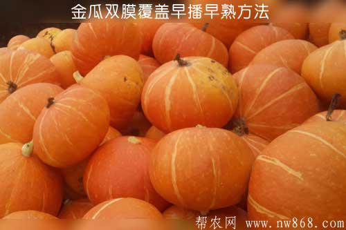 金瓜双膜覆盖早播早熟方法