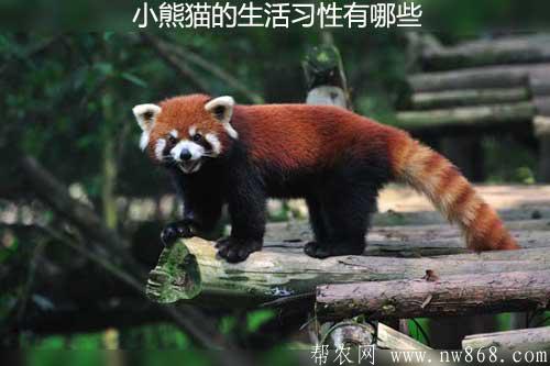 小熊猫的生活习性有哪些