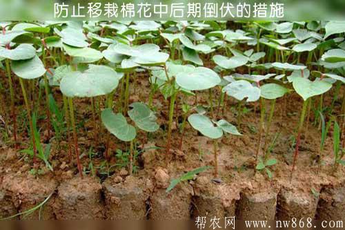 防止移栽棉花中后期倒伏的措施