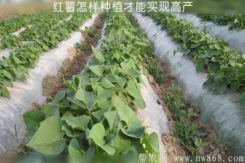 红薯怎样种植才能实现高产