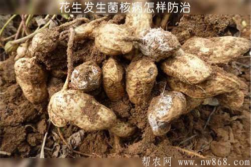 花生发生菌核病怎样防治