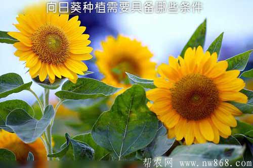向日葵种植需要具备哪些条件