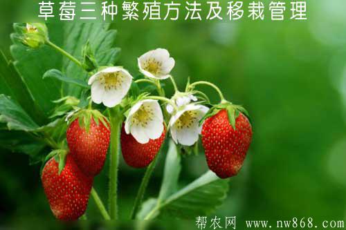 草莓三种繁殖方法及移栽管理