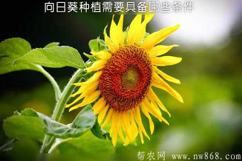 向日葵种植需要具备哪些条件