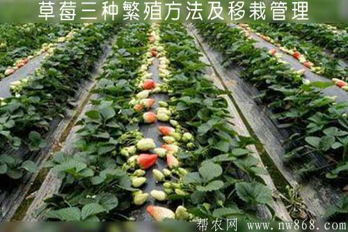 草莓三种繁殖方法及移栽管理