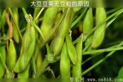 大豆豆荚无豆粒的原因有哪些