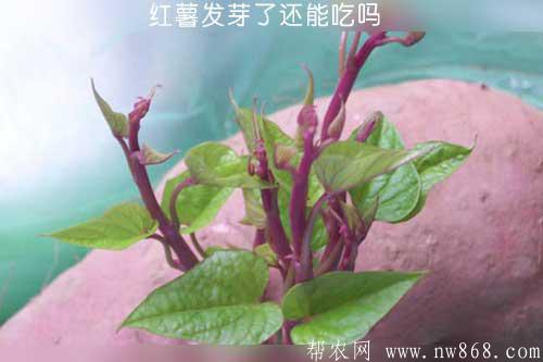 红薯发芽了还能吃吗？吃红薯有哪些好处