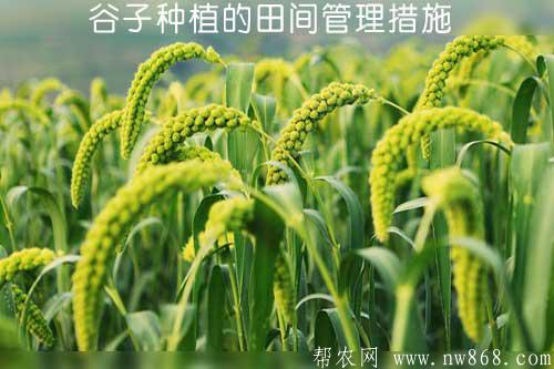 谷子种植的田间管理措施