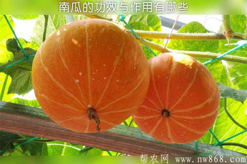南瓜的功效与作用有哪些