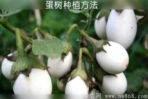 蛋树【金银茄】种植方法及蛋树图片欣赏
