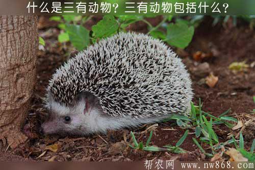 什么是三有动物？三有动物包括什么？