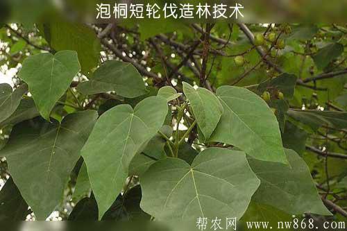 泡桐短轮伐造林技术