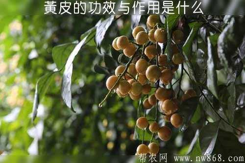 黄皮的功效与作用是什么