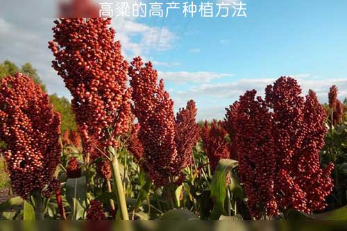 高粱的高产种植方法