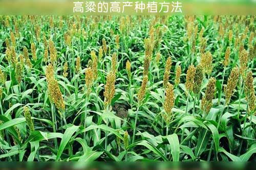 高粱的高产种植方法
