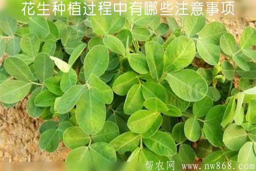 花生种植过程中有哪些注意事项