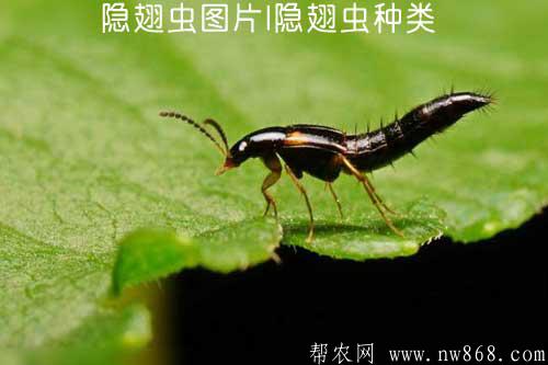隐翅虫图片|隐翅虫种类