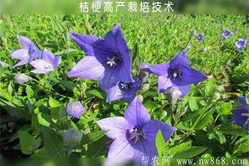 桔梗高产栽培技术