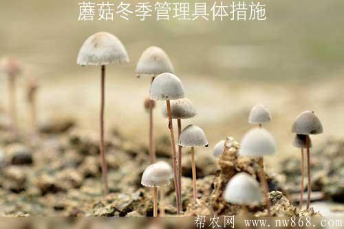 蘑菇冬季管理具体措施