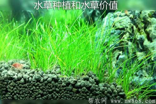 水草种植和水草价值
