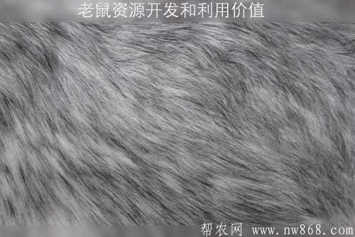 老鼠资源开发和利用价值