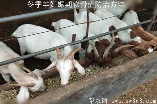 冬季羊妊娠期软骨症防治方法