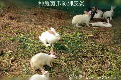 种兔剪爪防脚皮炎