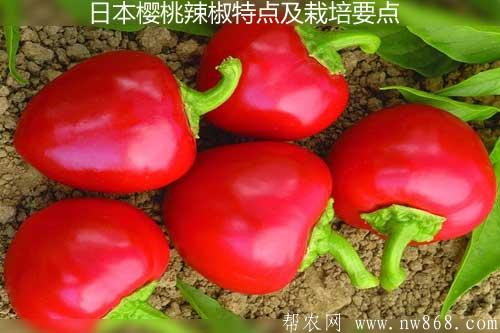 日本樱桃辣椒特点及栽培要点