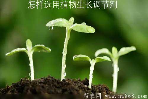 怎样选用植物生长调节剂