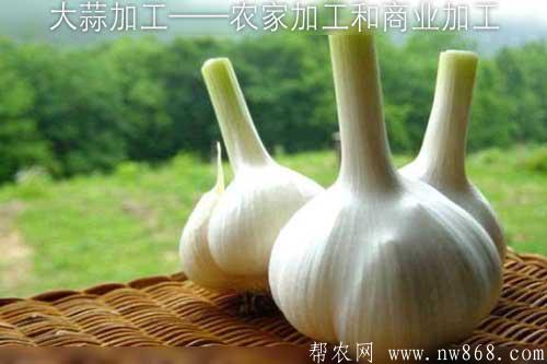 大蒜加工——农家加工和商业加工