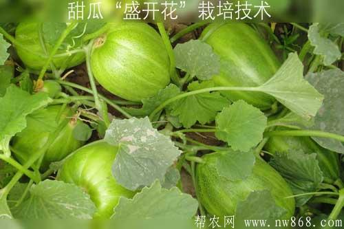 甜瓜“盛开花”栽培技术
