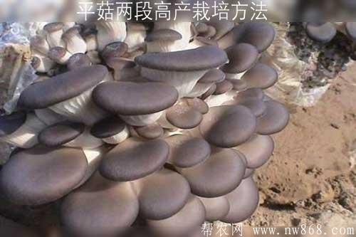 平菇两段高产栽培方法