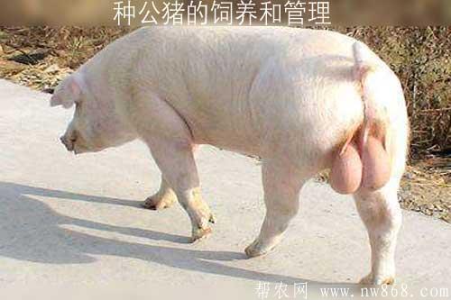 种公猪的饲养和管理