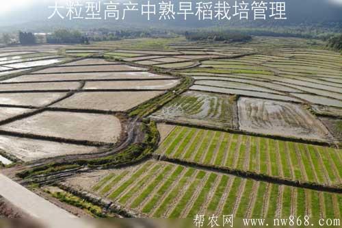 大粒型高产中熟早稻栽培管理