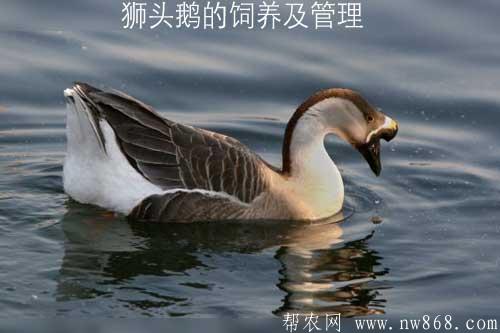 狮头鹅的饲养及管理|附狮头鹅图片供参考