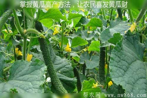 掌握黄瓜高产方法，让农民喜发黄瓜财