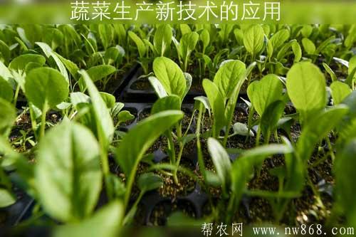 蔬菜生产新技术的应用