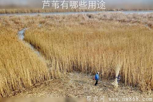 芦苇有哪些用途