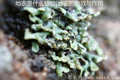 地衣是什么植物|地衣的功效与作用