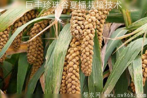 巨丰珍珠谷夏播栽培技术