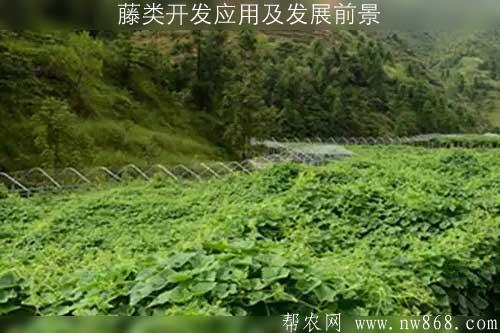 藤类开发应用及发展前景