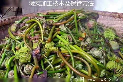 薇菜加工技术及保管方法